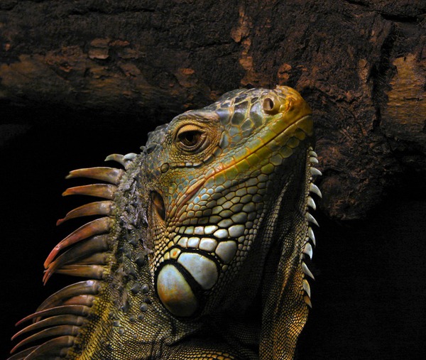 Lizard Iguana Iguanidae Photo PortraitOfAnIguana