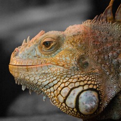 Lizard Iguana Iguanidae Photo Selective_reptile