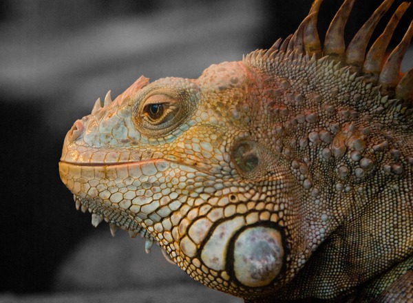 Lizard Iguana Iguanidae Photo Selective_reptile