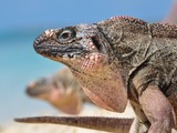 Lizard Iguana Photo Iguanidae Lizard Iguanidae Photo Iguana 2011_04_15_Allens_Cay_Iguana_-_Cyclura_Cychlura_Inornata_-_Exumas,_Bahamas