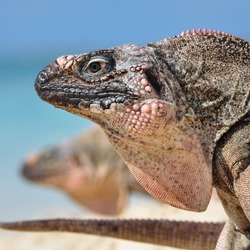 Lizard Iguana Photo Iguanidae Lizard Iguanidae Photo Iguana 2011_04_15_Allens_Cay_Iguana_-_Cyclura_Cychlura_Inornata_-_Exumas,_Bahamas