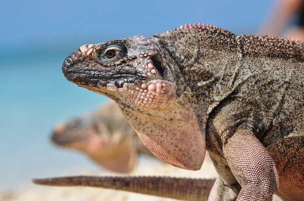 Lizard Iguana Photo Iguanidae Lizard Iguanidae Photo Iguana 2011_04_15_Allens_Cay_Iguana_-_Cyclura_Cychlura_Inornata_-_Exumas,_Bahamas