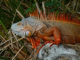 Reptiles