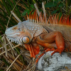 Lizard Iguana Photo Iguanidae Lizard Iguanidae Photo Iguana Cuban_Iguana_010