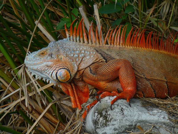Lizard Iguana Photo Iguanidae Lizard Iguanidae Photo Iguana Cuban_Iguana_010