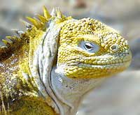 Lizard Iguana Photo Iguanidae Photo Iguana Iguanidae Lizard Land_Iguana