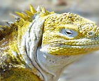 Lizard Iguana Photo Iguanidae Photo Iguana Iguanidae Lizard Land_Iguana