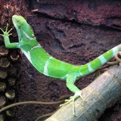 Lizard Iguanidae Iguana Photo Lizard Photo Iguanidae Iguana Iguana Lizard Photo Iguanidae Fijian_Crested_Iguana_Perth_Zoo_SMC_Sept_2005