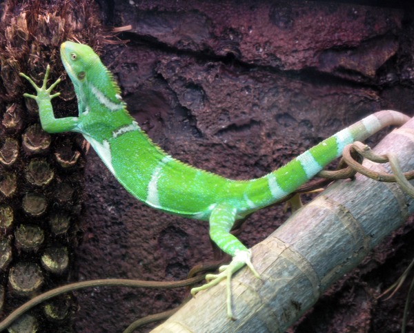 Lizard Iguanidae Iguana Photo Lizard Photo Iguanidae Iguana Iguana Lizard Photo Iguanidae Fijian_Crested_Iguana_Perth_Zoo_SMC_Sept_2005