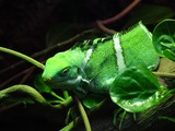 Reptiles