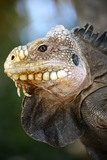 Reptiles