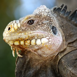 Lizard Iguanidae Photo Iguana Lizard Photo Iguanidae Iguana Iguana_delicatissima_in_Coulibistrie_e07