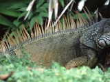 Lizard Photo Iguana Iguanidae Lizard Iguanidae Photo Iguana Iguana_iguana