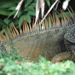 Lizard Photo Iguana Iguanidae Lizard Iguanidae Photo Iguana Iguana_iguana