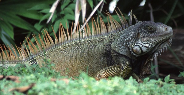 Lizard Photo Iguana Iguanidae Lizard Iguanidae Photo Iguana Iguana_iguana