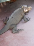 Lizard Photo Iguana Iguanidae Lizard Photo Iguanidae Iguana Iguana_delicatissima_at_Batalie_Beach_a09