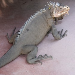 Lizard Photo Iguana Iguanidae Lizard Photo Iguanidae Iguana Iguana_delicatissima_at_Batalie_Beach_a09