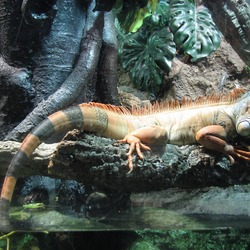 Lizard Photo Iguana Iguanidae Photo Iguana Iguanidae Lizard Iguana_Aquarium_Barcelona