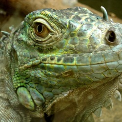 Lizard Photo Iguanidae Iguana Photo Iguanidae Lizard Iguana Darica_Iguana_03441