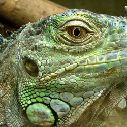 Photo Iguana Iguanidae Lizard Photo Iguana Iguanidae Lizard Darica_Iguana_03442