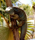 Reptiles