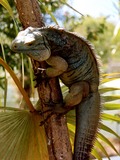 Photo Iguana Iguanidae Lizard Photo Iguanidae Iguana Lizard Blue_Iguana_in_tree