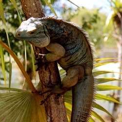 Photo Iguana Iguanidae Lizard Photo Iguanidae Iguana Lizard Blue_Iguana_in_tree