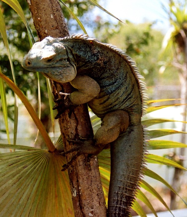 Photo Iguana Iguanidae Lizard Photo Iguanidae Iguana Lizard Blue_Iguana_in_tree