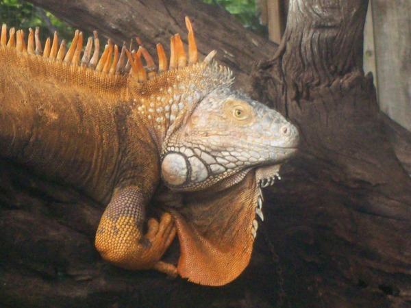 Photo Iguana Iguanidae Lizard Rhinoceros_Iguana_Head