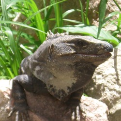 Photo Iguana Lizard Iguanidae Photo Iguanidae Iguana Lizard Iguana-Uxmal-Yucatan-Mexico0302