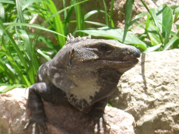 Photo Iguana Lizard Iguanidae Photo Iguanidae Iguana Lizard Iguana-Uxmal-Yucatan-Mexico0302