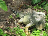 Photo Iguana Lizard Iguanidae Photo Iguanidae Lizard Iguana Iguana_iguana_colombia3