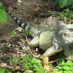 Photo Iguana Lizard Iguanidae Photo Iguanidae Lizard Iguana Iguana_iguana_colombia3