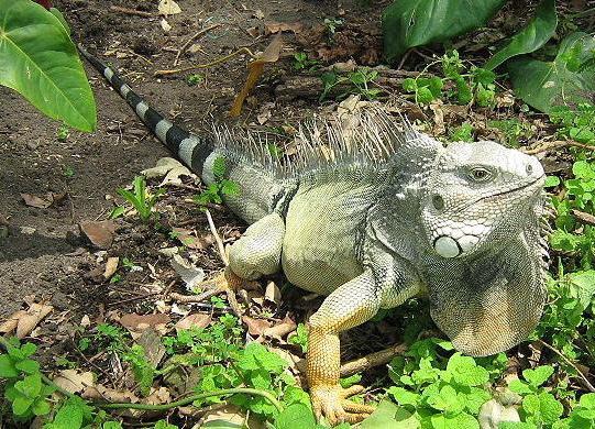 Photo Iguana Lizard Iguanidae Photo Iguanidae Lizard Iguana Iguana_iguana_colombia3