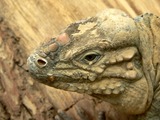 Photo Iguanidae Iguana Lizard Photo Iguana Lizard Iguanidae Nashornleguan7_fcm