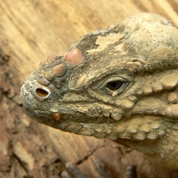 Photo Iguanidae Iguana Lizard Photo Iguana Lizard Iguanidae Nashornleguan7_fcm