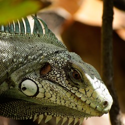 Photo Lizard Iguana Iguanidae Photo Lizard Iguana Iguanidae Lizard Iguana Photo Iguanidae IGP1264r