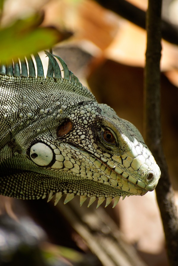 Photo Lizard Iguana Iguanidae Photo Lizard Iguana Iguanidae Lizard Iguana Photo Iguanidae IGP1264r