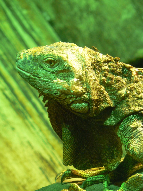 Photo Lizard Iguana Iguanidae Photo Lizard Iguana Iguanidae Paradisio_iguane