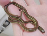 Reptiles