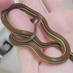 Colubridae Thamnophis common snake garden serpent gater picture Thamnophis_proximus_rubrilineatus