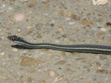 Colubridae Thamnophis garden picture snake gater serpent common Garter_side_view