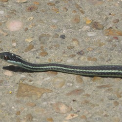 Colubridae Thamnophis garden picture snake gater serpent common Garter_side_view