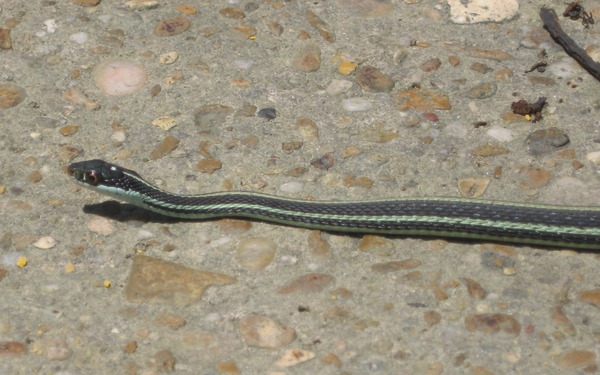 Colubridae Thamnophis garden picture snake gater serpent common Garter_side_view