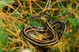 Reptiles