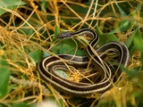 Colubridae Thamnophis garden snake common picture gater serpent Eastern_Ribbon_Snake