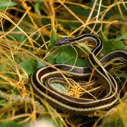 Colubridae Thamnophis garden snake common picture gater serpent Eastern_Ribbon_Snake