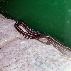 Colubridae gater Thamnophis picture serpent common snake garden Thamnophis-radix