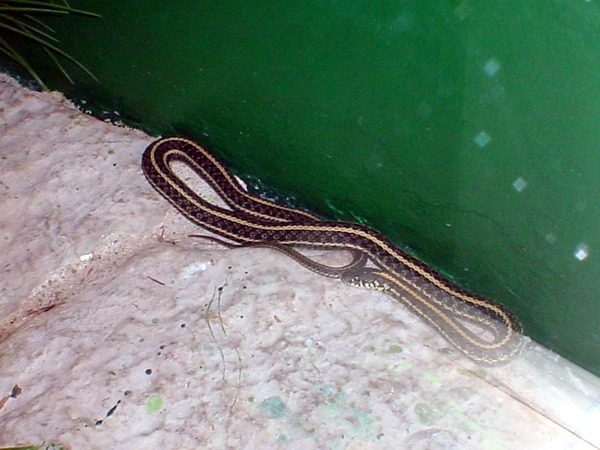 Colubridae gater Thamnophis picture serpent common snake garden Thamnophis-radix