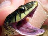 Thamnophis Colubridae picture gater garden serpent common snake Garter_snake_tooth